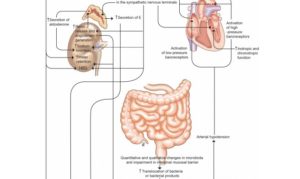 Read more about the article Albúmina en cirrhosis